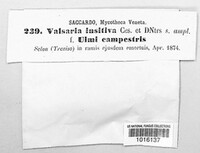 Valsaria insitiva image